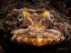 crocodile eyes by Marc Van Den Broeck 